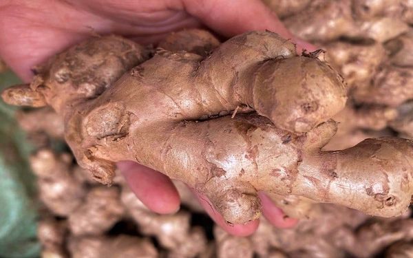 Standards, Quarantine and Procedures for Exporting Fresh Ginger