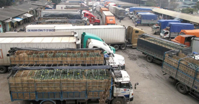 Tiêu Chuẩn, Kiểm Dịch Và Thủ Tục Xuất Khẩu Gừng Tươi 2023