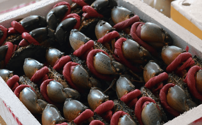 shipping crab by air (3)